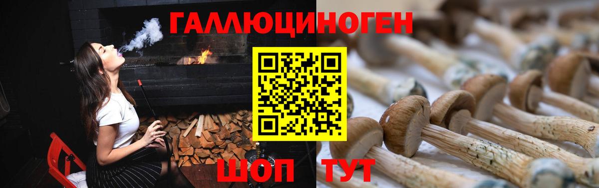 Псилоцибиновые грибы Psilocybe  Северобайкальск 